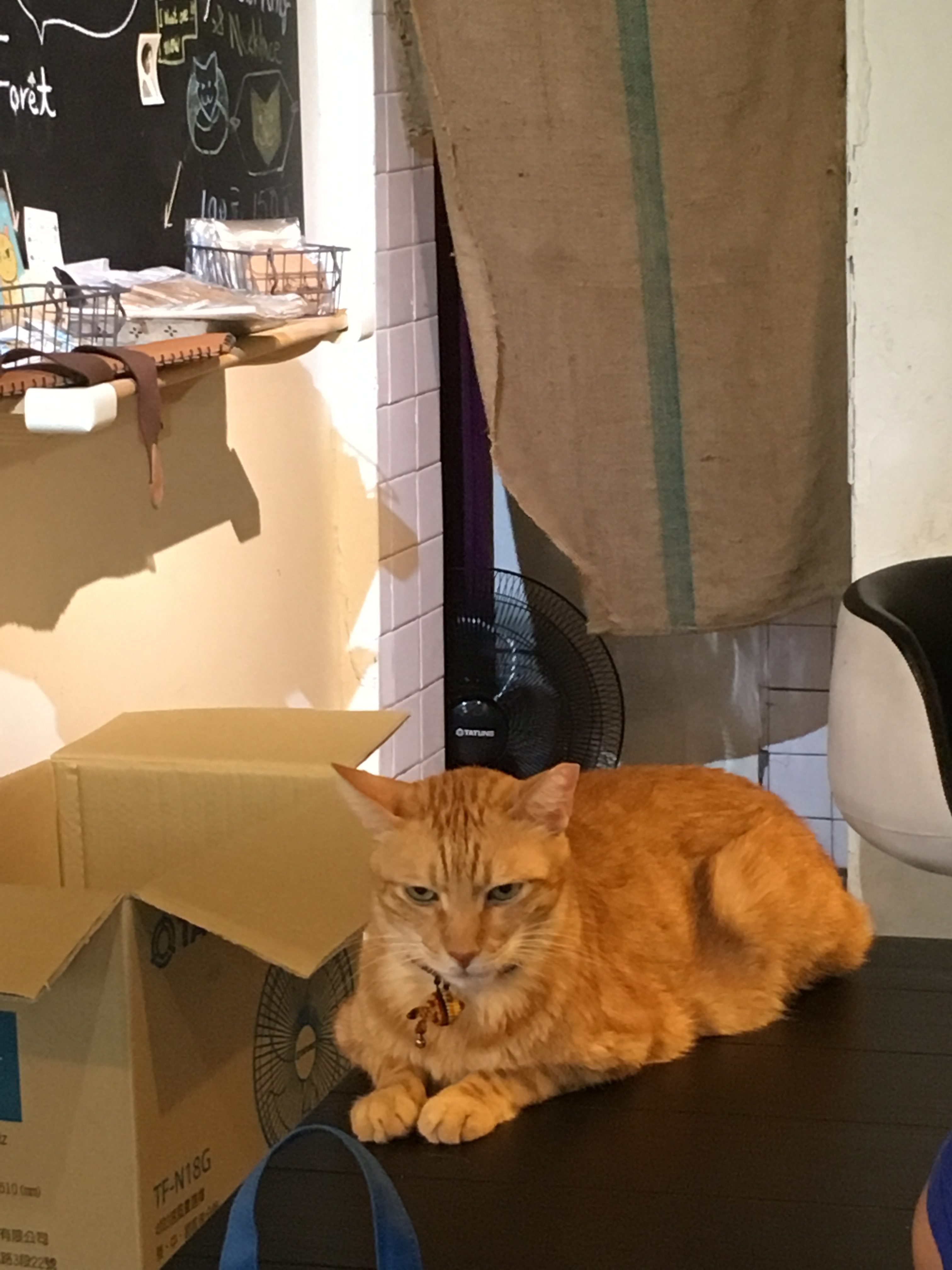 猫村　猫