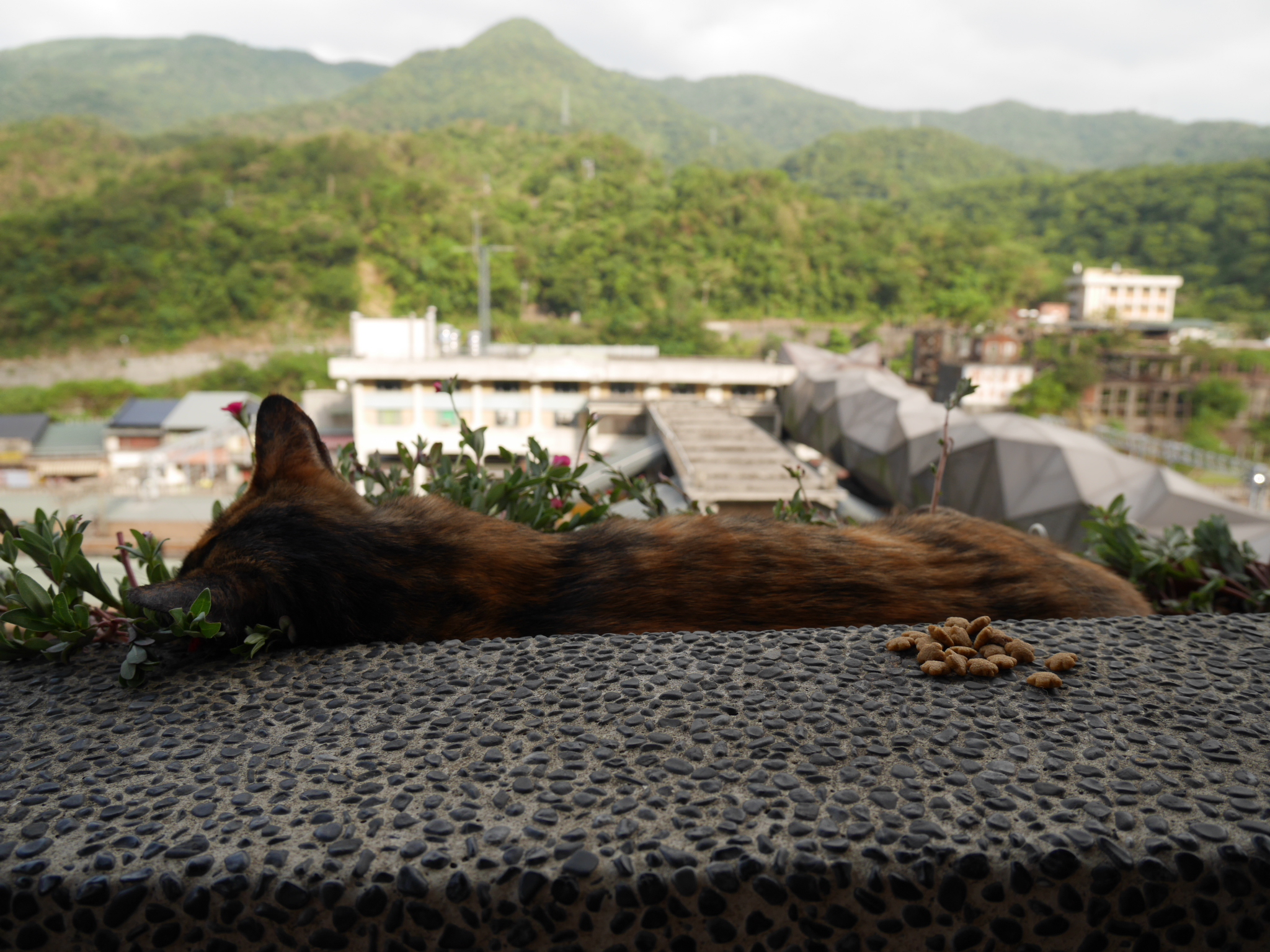 猫村 ホウトン