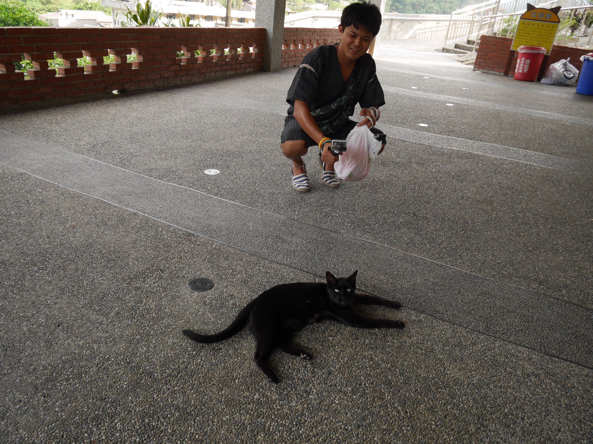 怖い猫