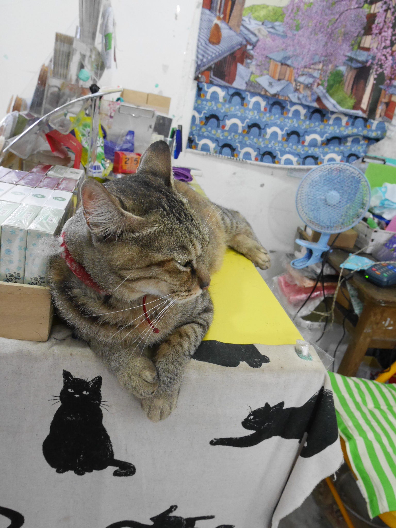 猫村　猫
